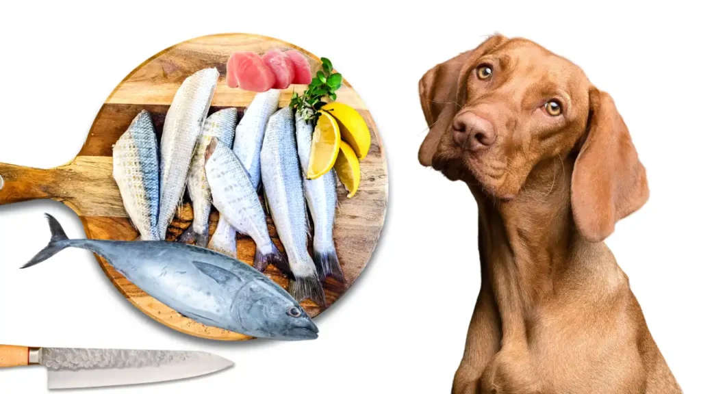 Can Dogs Eat Tuna?