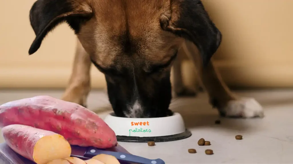 Can Dogs Eat Sweet Potatoes?