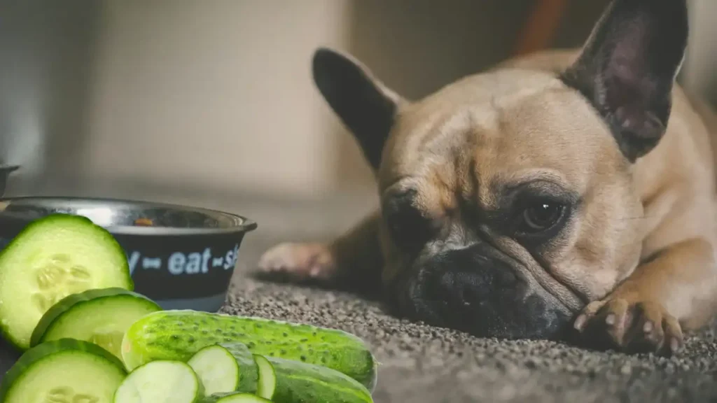 Can Dogs Eat Cucumbers