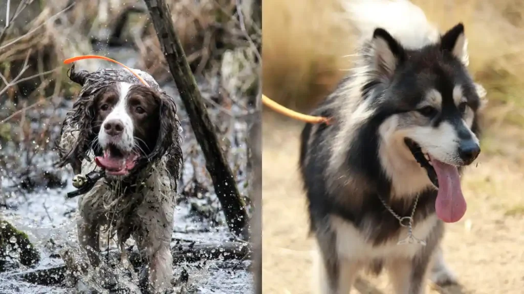 why is my dog panting so much?