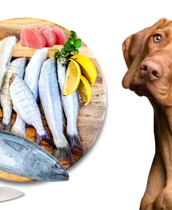 Can Dogs Eat Tuna? Exploring the Benefits and Risks of This Popular Fish