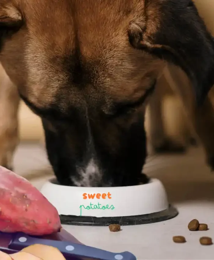 Can Dogs Eat Sweet Potatoes? What You Need to Know