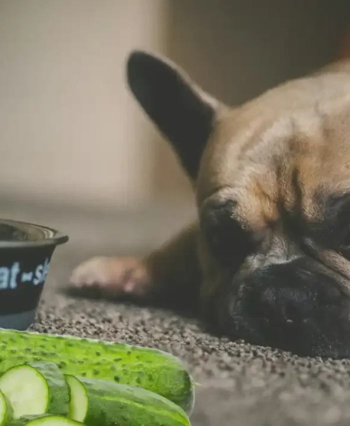 Can Dogs Eat Cucumbers? Find Out the Benefits and Risks