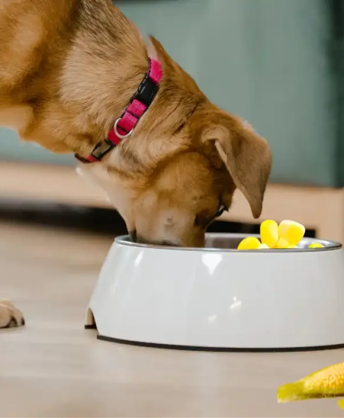 Can Dogs Eat Corn? A Complete Guide to Safe Feeding